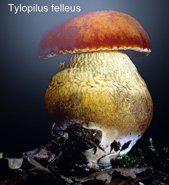 Tylopilus felleus-amf303-1.jpg - Tylopilus felleus ; Syn1: Boletus felleus ; Syn2: Rhodoporus felleus ; Nom français: Bolet de fiel